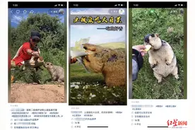 抖音快手上投喂土拨鼠成流行？专家呼吁：不可取，可能传播鼠疫图片