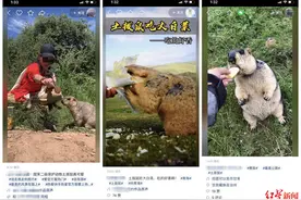 抖音快手上投喂土拨鼠成流行？专家呼吁：不可取，可能传播鼠疫图片