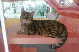 “易烊千玺猫”热度第一，德文矮脚引领新风 | 亚宠展猫咪大赏图片