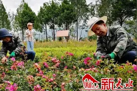 秦州区北山月季生态园将于9月开园迎客图片