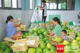 澄迈山口青柚迎来收获季图片
