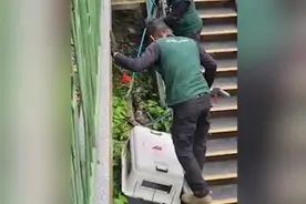 新加坡一只胖橘猫被蟒蛇吃掉 网友发帖表达悲伤图片