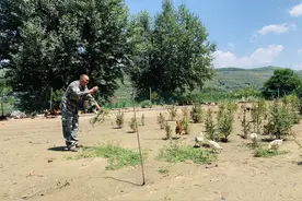 走向我们的小康生活 | 一位退伍兵的追“鸡”路图片