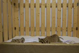 上海动物园“双胞胎姐妹虎”初长成，人类奶爸这样拉扯她们长大图片