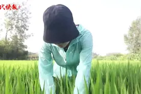 一粥一饭来之不易！记者与农民同劳作，感受三伏天农耕12小时图片