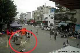 佛山被狗绳绊倒老人家属：暂时不想追责；“牵狗女孩”：通过监控视频才得知真相图片