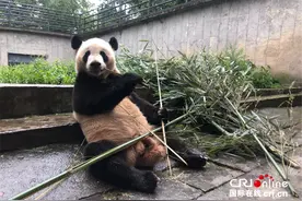 带你打卡熊猫滚滚们和饲养员妈妈的一天图片