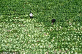湖北保康：高山蔬菜助农增收脱贫图片