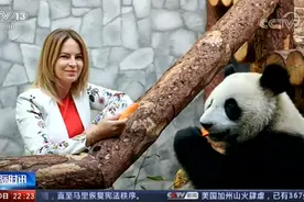 莫斯科动物园园长为大熊猫学四川话，用四川话叫名字，才会转身图片