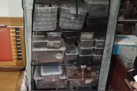 男子住宅饲养上千只蜘蛛被举报 涉买卖濒危野生动物被查图片