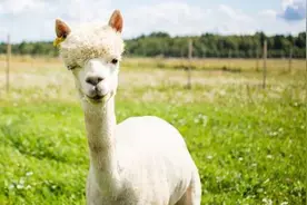 羊驼形象“崩塌”：当好“网红萌兽”不香吗，非要粗鲁“吐口水”？图片