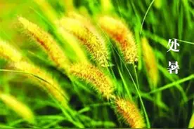 处暑知识问答丨关于处暑，你都知道哪些知识？图片