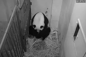 旅美大熊猫美香产下幼崽，并紧紧拥抱着小宝宝，网友：太可爱了图片