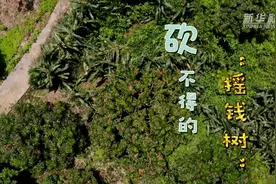 奋斗的幸福｜砍不得的“摇钱树”视频封面