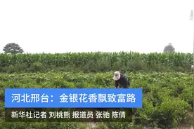 河北邢台：金银花香飘致富路视频封面