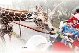 河马享受“星级刷牙服务”长颈鹿品尝“定制美食”图片