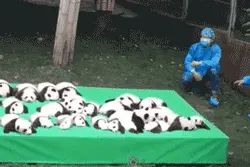 大熊猫知识知多少？——大熊猫分布变迁与保护图片