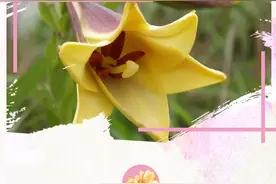 这3种野花资源极少，需注意保护图片