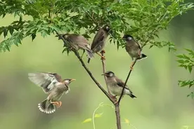 搞点野鸽当美味 最后尝到吃官司的滋味图片