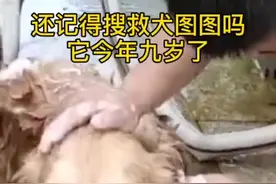 网红搜救犬退役被首任驯导员收养 网友：图图，辛苦了图片