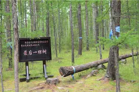 伐木工变护林人，内蒙古林场停伐后的生态化转型图片