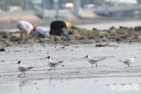青岛沧口海滩：馋嘴红嘴鸥 傍上赶海人图片
