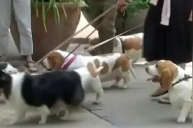 每日1小时，德国拟为遛狗立法遭反对