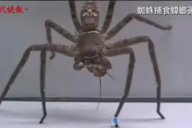 夏季限定网红白额高脚蛛又来了！专业人士：灭完蟑螂的蜘蛛处理起来更麻烦图片