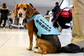日本机场工作犬的一天！烤肠、熏鸡、鸭掌、高丽参，统统被闻出来…图片