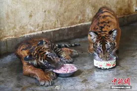 江西南昌动物园新添3只华南虎图片
