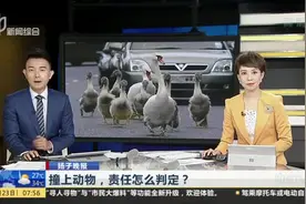 撞上动物，责任怎么判定？  交警：不管不顾可能变成肇事逃逸视频封面
