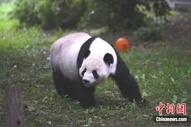 通讯：美国国家动物园喜添熊猫幼崽：“一个美妙的奇迹”图片