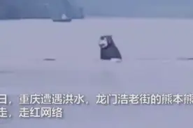 续集？重庆还有一只熊本熊在漂流：请长江下游居民帮寻找“二熊”图片