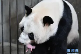三喜临门！两只大熊猫相继诞下“仨闺女”图片