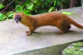 硕大黄鼠狼在汉正街一批发市场遛弯，保安将它“请”走放生图片