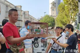 千鸣百啭莺歌燕舞，武汉关玩赏鸟市场周末热闹非凡图片