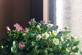 今夏的晚风，是我和这个世界的连结｜林语尘图片