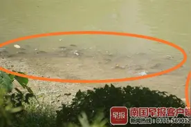 天气多变，南宁竹排江的鱼儿成群结队到水面“开会”图片