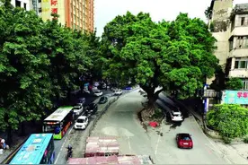 鹅岭立交改造为古树“让路”在惠州这不是“个案”图片