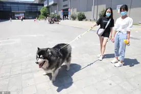 亚洲宠物展落幕，高颜值萌猫名犬赶末班车图片