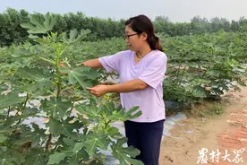 靠养鹅除草，用挖坑排涝！创业女青年这样“玩转”家庭农场图片