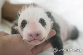 旅韩大熊猫幼崽满月照公开 娇萌可爱暖化人心「组图」图片