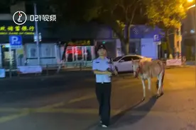 ​白龙马越狱了！上海马路上捡到白马视频封面