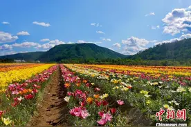 “神州北极”百草园内百花开 游客尽享“找北赏花”之乐图片