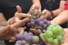 51秒丨滨州无棣探索特色种植新模式 加快乡村振兴步伐图片