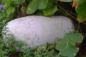 冬瓜切开吃不完容易烂？教你一个妙招，保存半个月都不会坏图片