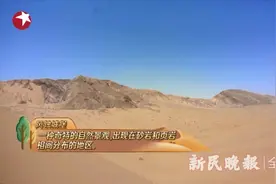 巴楚白沙山沙漠公园：极限挑战明星们的打卡地图片