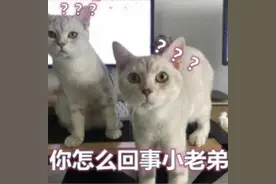 教育整顿 • 治庸 • 铁军 | 萌猴误入鱼庄，警民携手救助！图片
