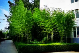 再创新纪元！大名县3名学生考入清华北大图片