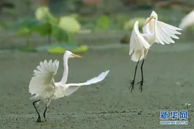 江苏省盱眙县马坝镇，白鹭在一处湿地上飞舞、觅食图片